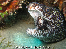 Moray in St. Martin (Dutch Antillies) Shot with a Canon I... by Andy (or Andrew) Gahan 